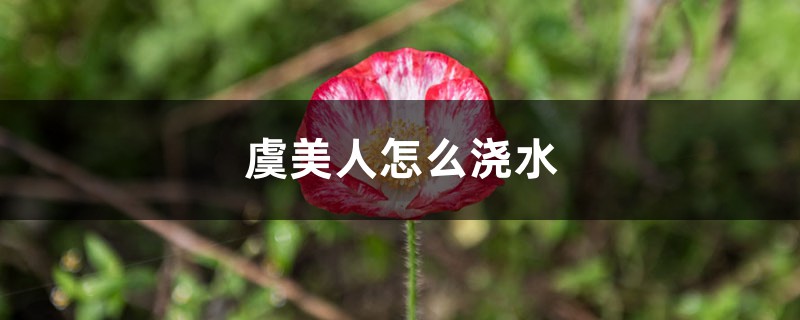 虞美人怎么浇水 虞美人怎么浇水
