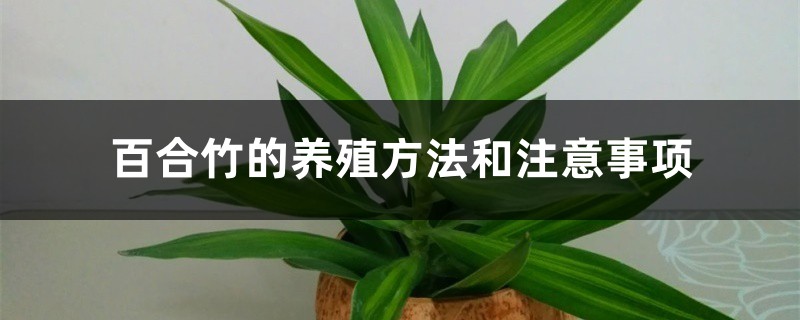 百合竹的养殖方法和注意事项 百合竹的养殖方法和注意事项