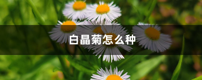 白晶菊怎么种 白晶菊怎么种