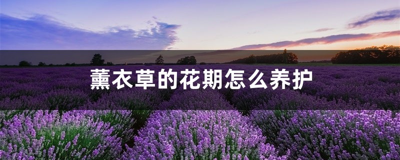 薰衣草的花期怎么养护 薰衣草的花期怎么养护