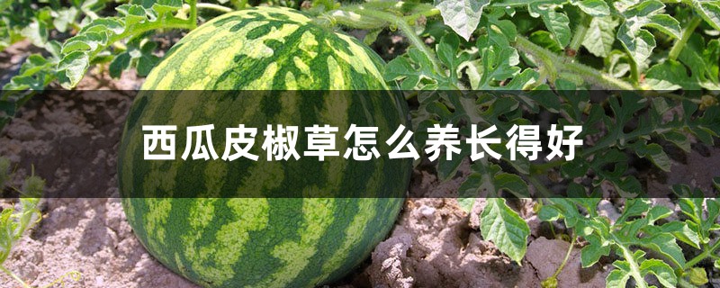 西瓜皮椒草怎么养长得好 西瓜皮椒草怎么养长得好