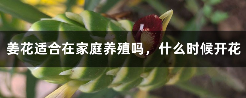 姜花适合在家庭养殖吗,什么时候开花 姜花适合在家庭养殖吗,什么时候开花