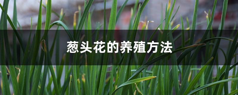 葱头花的养殖方法