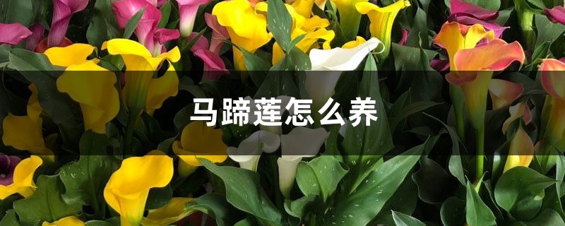 马蹄莲怎么养 马蹄莲怎么养