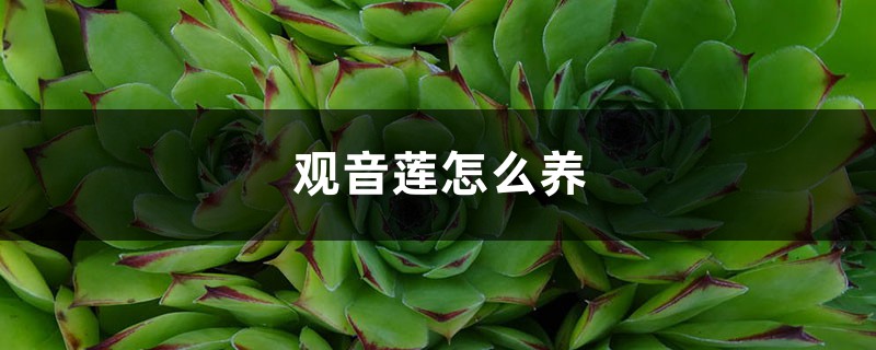 观音莲怎么养 观音莲怎么养