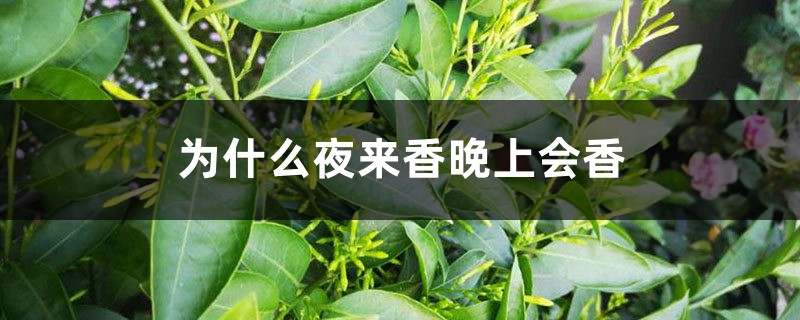 为什么夜来香晚上会香 为什么夜来香晚上会香