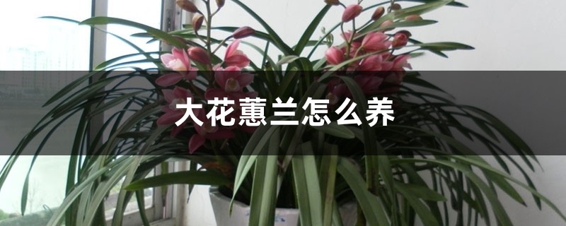 大花蕙兰怎么养 大花蕙兰怎么养
