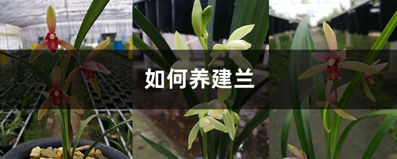 如何养建兰 如何养建兰