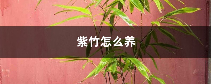紫竹怎么养 紫竹怎么养