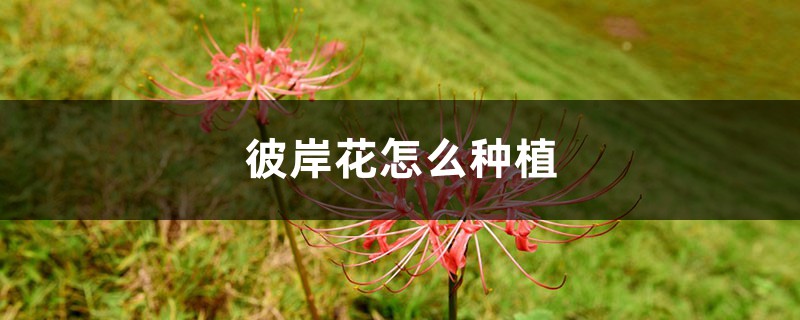 彼岸花怎么种植方法 彼岸花怎么种植方法