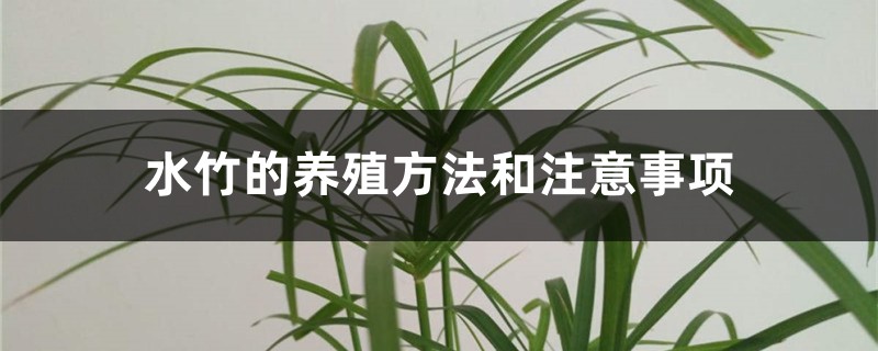 水竹的养殖方法和注意事项 水竹的养殖方法和注意事项