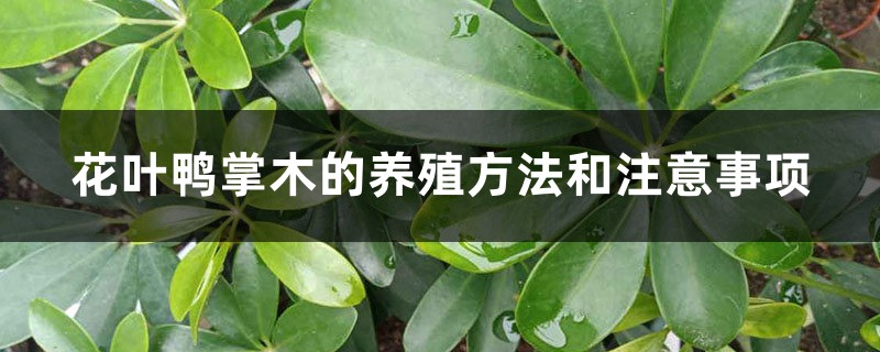 花叶鸭掌木的养殖方法和注意事项 花叶鸭掌木的养殖方法和注意事项