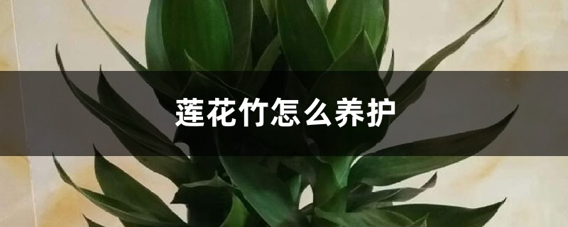 莲花竹怎么养护,有什么风水作用 莲花竹怎么养护,有什么风水作用