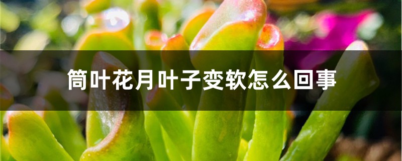 筒叶花月叶子变软怎么回事 筒叶花月叶子变软怎么回事