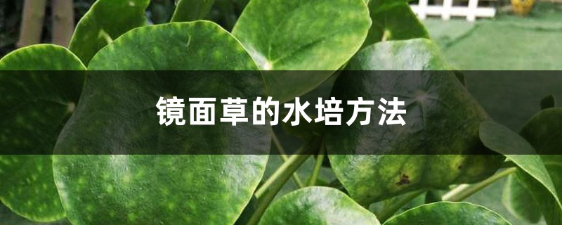 镜面草的水培方法 镜面草的水培方法