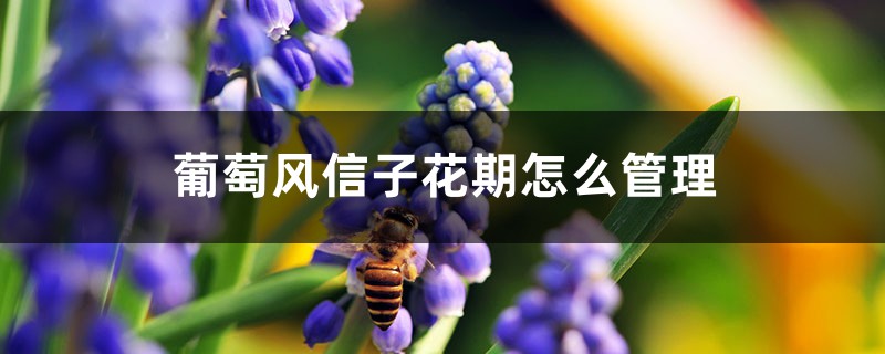 葡萄风信子几月开花,花期怎么管理 葡萄风信子几月开花,花期怎么管理