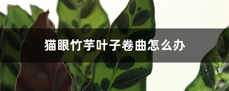 猫眼竹芋叶子卷曲怎么办 猫眼竹芋叶子卷曲怎么办