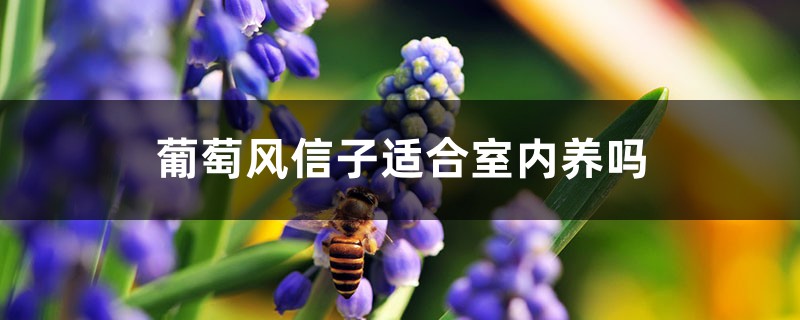 葡萄风信子有毒吗,适合室内养吗 葡萄风信子有毒吗,适合室内养吗