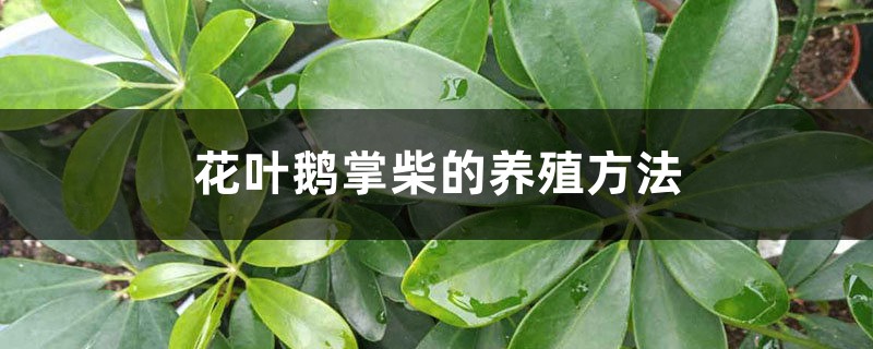 花叶鹅掌柴的养殖方法 花叶鹅掌柴的养殖方法