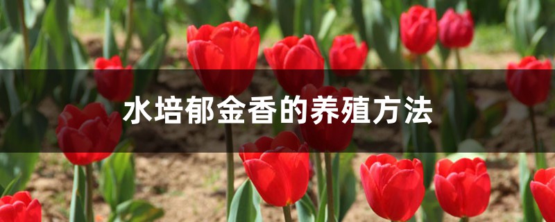 水培郁金香的养殖方法 水培郁金香的养殖方法