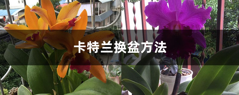 卡特兰换盆方法 卡特兰换盆方法