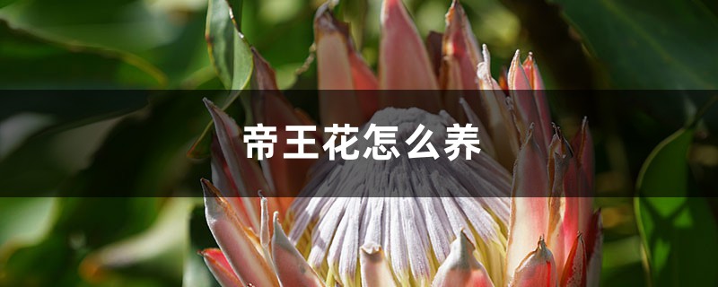 帝王花怎么养 帝王花怎么养