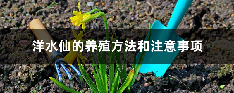 洋水仙的养殖方法和注意事项 洋水仙的养殖方法和注意事项