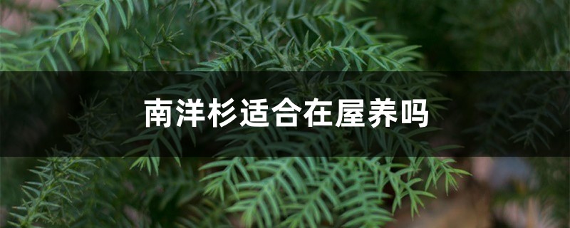 南洋杉适合在屋养吗 南洋杉适合在屋养吗