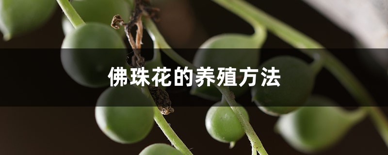 佛珠花的养殖方法 佛珠花的养殖方法