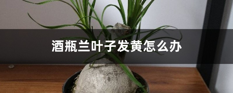 酒瓶兰叶子发黄怎么办 酒瓶兰叶子发黄怎么办