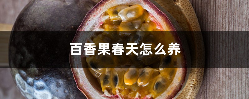 百香果春天怎么养 百香果春天怎么养