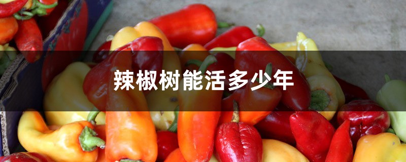 辣椒树能活多少年 辣椒树能活多少年