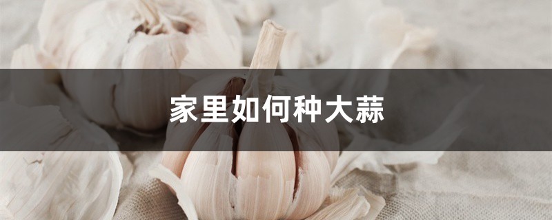 家里如何种大蒜 家里如何种大蒜