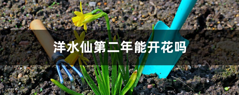 洋水仙第二年能开花吗 洋水仙第二年能开花吗