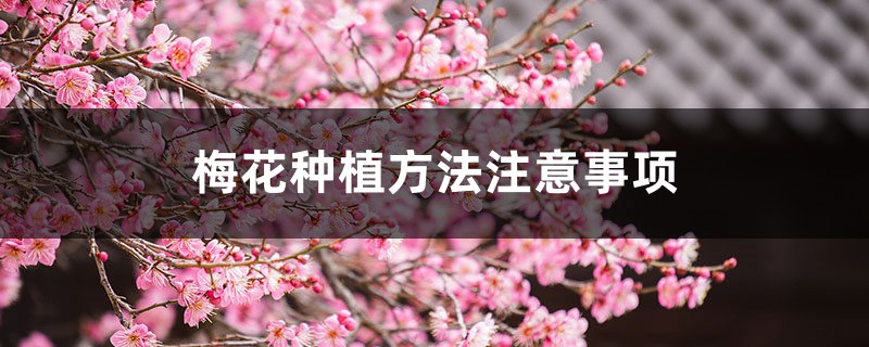 梅花种植方法注意事项 梅花种植方法注意事项