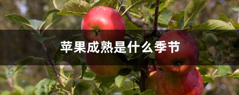 苹果成熟是什么季节 苹果成熟是什么季节