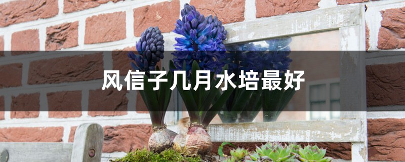 风信子几月水培最好 风信子几月水培最好