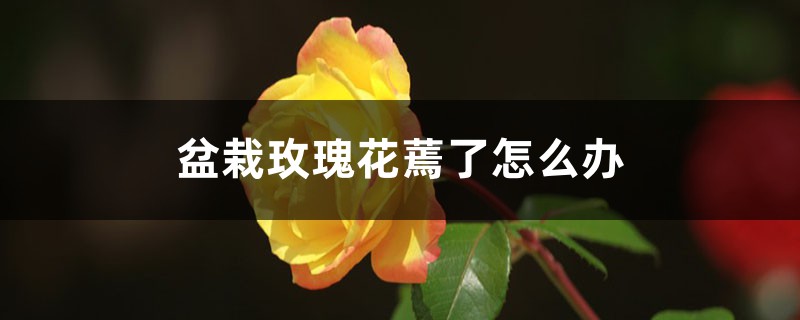 盆栽玫瑰花蔫了怎么办 盆栽玫瑰花蔫了怎么办