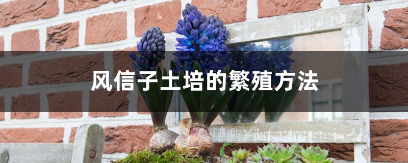 风信子土培的繁殖方法和注意事项 风信子土培的繁殖方法和注意事项