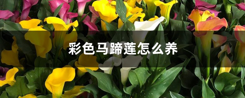 彩色马蹄莲怎么养,能养几年 彩色马蹄莲怎么养,能养几年