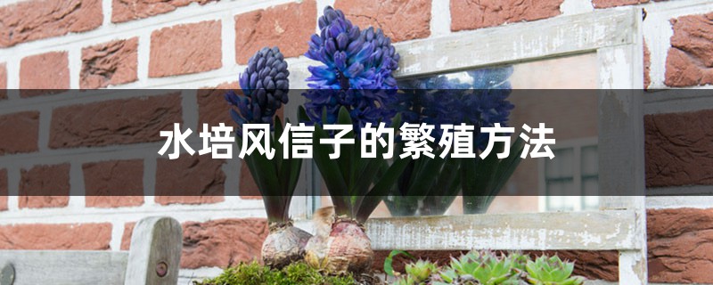 水培风信子的繁殖方法图解 水培风信子的繁殖方法图解