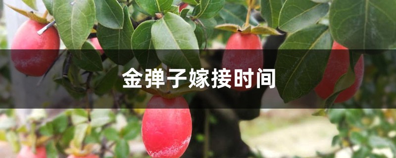 金弹子嫁接时间 金弹子嫁接时间