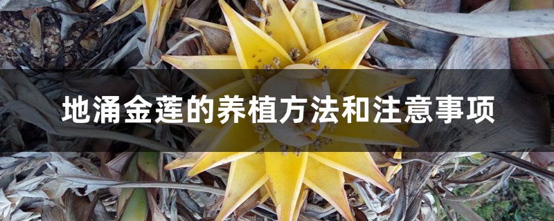 地涌金莲的养植方法和注意事项 地涌金莲的养植方法和注意事项