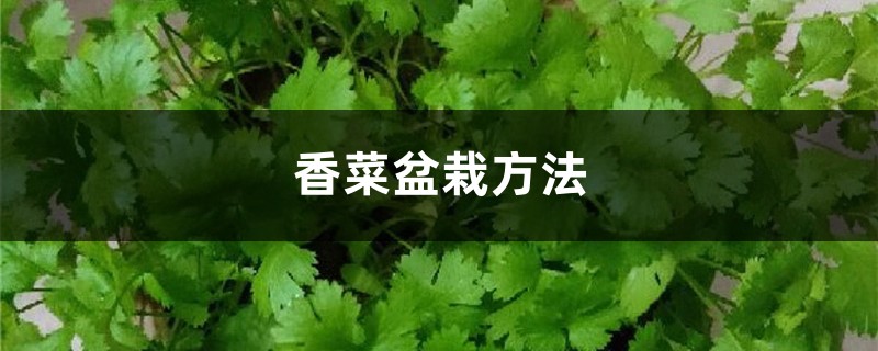 香菜盆栽方法 香菜盆栽方法