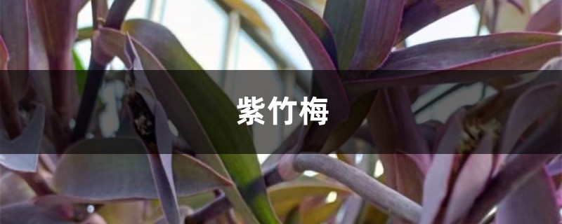 绿色植物养腻了,不如养盆“紫竹梅”,不用管,枝叶疯长 绿色植物养腻了,不如养盆“紫竹梅”,不用管,枝叶疯长