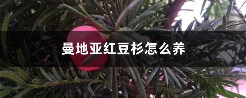 曼地亚红豆杉怎么养 曼地亚红豆杉怎么养