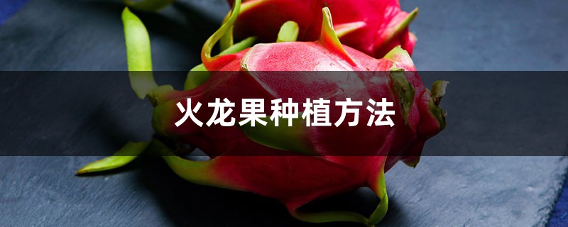 火龙果种植方法 火龙果种植方法