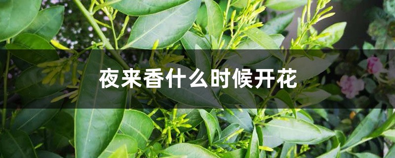 夜来香什么时候开花 夜来香什么时候开花