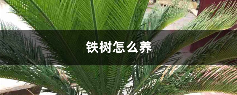 铁树怎么养 铁树怎么养
