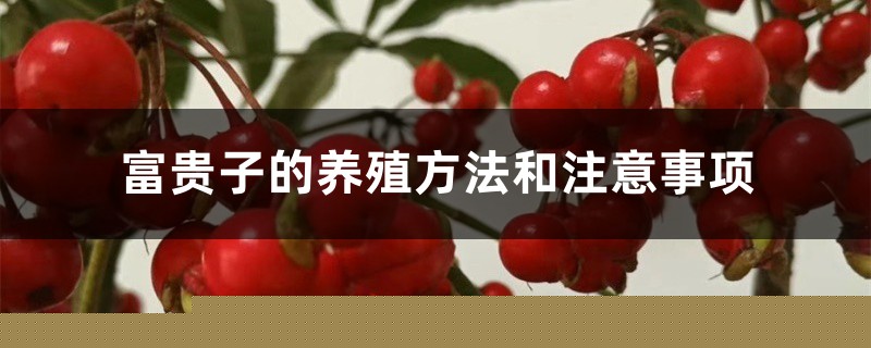 富贵子的养殖方法和注意事项 富贵子的养殖方法和注意事项